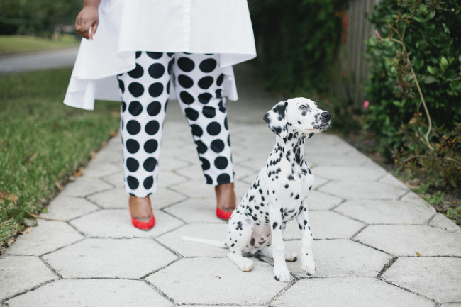 Musings of a Curvy Lady, Plus Size Fashion, Fashion Blogger, Ashley Stewart, Duster, Polka Dot Pants, Ruffled Duster, Dalmatian, Dalmatian Puppy, Jacksonville, Florida, Florida Blogger, Printed Pants, Women's Outfit, StyleWatch Magazine, The Outfit, #realOutfitGram 